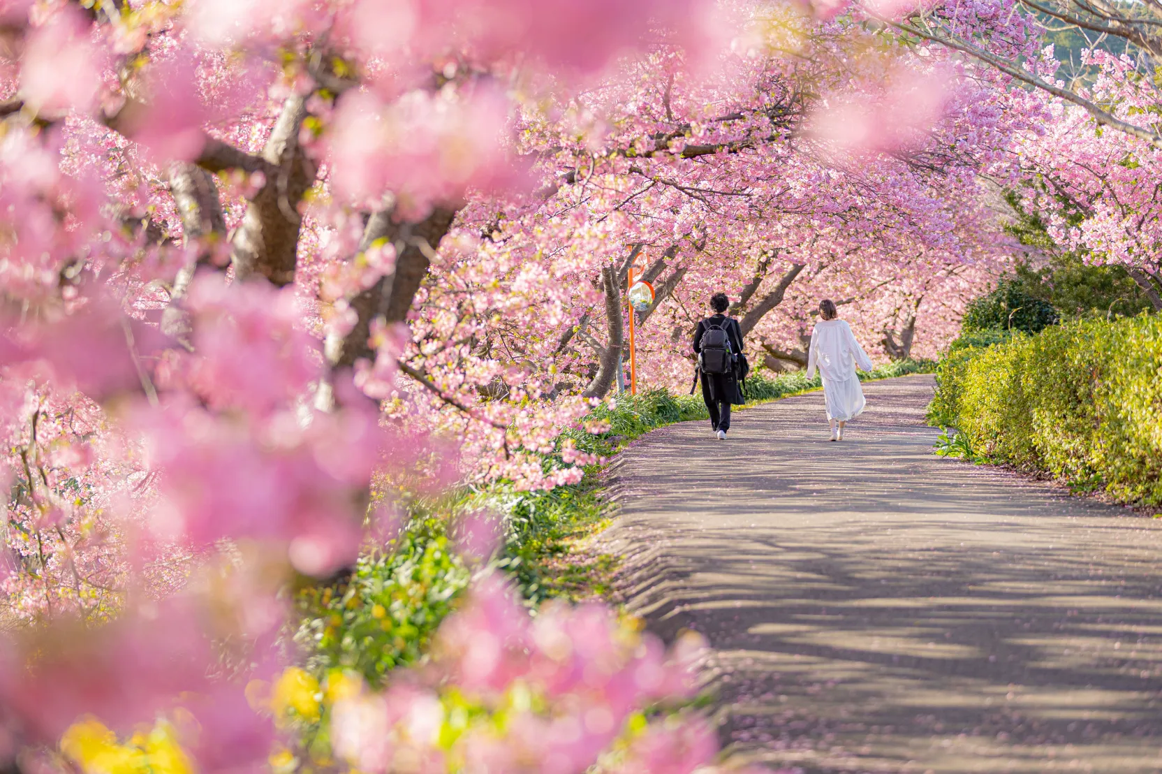 みなみの桜
